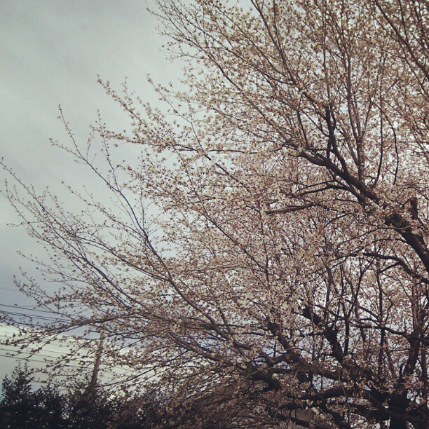 園庭の桜